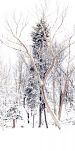 Winter Trees © 2105 Mark Pelloth