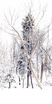 Winter Trees © 2105 Mark Pelloth